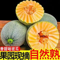 山东晓蜜哈密瓜净重8-9斤 京东快递