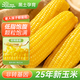 蒲仓佳 东北黄甜糯玉米黏玉米 真空锁鲜软糯拉丝 粗粮主食早餐代餐 甜糯玉米4.2斤（7-10根）