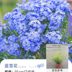 海蒂的花园 蓝雪花盆栽大苗棒棒糖阳台屋顶庭院易种花卉植物
