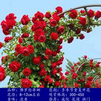 苏娇花卉园艺 1米6四季爬藤蔷薇花苗月季藤本种植物盆栽花卉月季花阳台庭院小苗