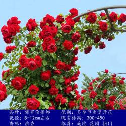 苏娇花卉园艺 1米6四季爬藤蔷薇花苗月季藤本种植物盆栽花卉月季花阳台庭院小苗