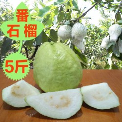 广西特产1-5斤当季珍珠番石榴芭乐水果新鲜低糖硬脆巴乐潘石榴