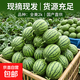 京东 正宗当季新品冰淇淋小糖丸西瓜时令新鲜手剥2K小吊瓜 小糖丸西瓜1.5-2斤（1粒）