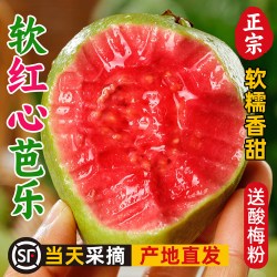 正宗广西软糯冰淇淋红心芭乐5斤装新鲜果番石榴脆甜低糖顺丰包邮