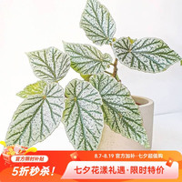 虹越 秋海棠唐米勒12cm简易盆