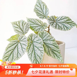 虹越 秋海棠唐米勒12cm简易盆