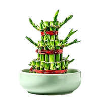 绿有意 精品3层竹塔+禁止焦虑玻璃水培盆
