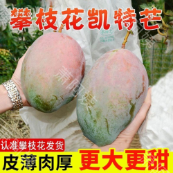 正宗攀枝花凯特芒果水果新鲜香甜批发大芒果当季