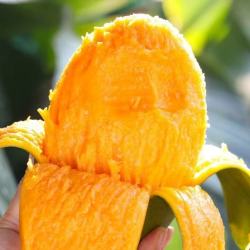 四川攀枝花凯特芒果新鲜水果5斤当季整箱包邮特大9青忙礼盒芒果