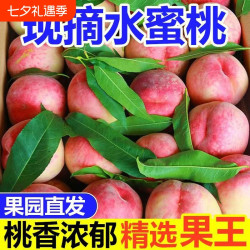 河东印记 桃子正宗水蜜桃毛桃新鲜应季孕妇水果现摘脆桃脆甜蜜桃整箱批发