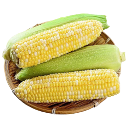 滇味十足 水果玉米 云南金银双色鲜玉米 甜玉米玉米棒水果蔬菜金银玉米 净重2斤
