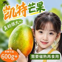 今鲜果 凯特芒果净重8.5斤/单果300g+