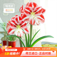 虹越 进口朱顶红裸球多年生荷兰朱顶红大球球根花卉 小丑（28/30）