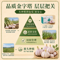 金乡大蒜 紫皮大蒜头 5-6cm 2000g