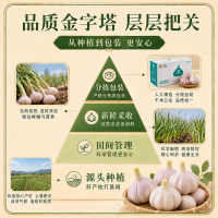 金乡大蒜 紫皮大蒜头 5-6cm 2000g