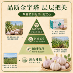 金乡大蒜 紫皮大蒜头 5-6cm 2000g