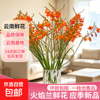 火焰兰鲜花云南鲜切花 火焰兰20枝