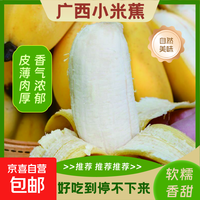 京喜加 广西小米蕉新鲜水果当地蕉苹果蕉皇帝蕉小香蕉软糯香甜 带箱9斤 软糯香甜  酸甜可口