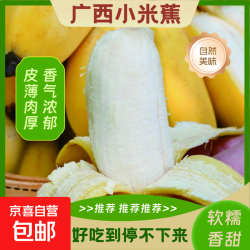 京喜加 广西小米蕉新鲜水果当地蕉苹果蕉皇帝蕉小香蕉软糯香甜 带箱9斤 软糯香甜  酸甜可口