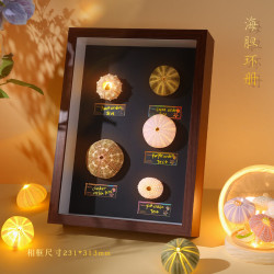 木易 天然贝壳海螺灯创意手工diy发光小夜灯卧室桌面摆件情侣生日礼物 贝壳小夜灯--海胆环册 (成品)