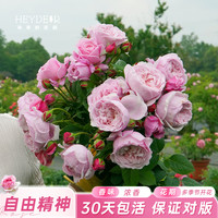 海蒂的花园 月季玫瑰花盆栽蓝色阴雨粉色龙沙宝石藤本月季小苗好养花苗秧苗 自由精神1加仑盆 含盆