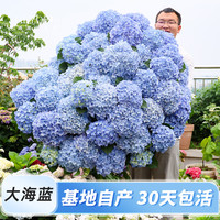 海蒂的花园 旗舰店大花绣球花苗无尽夏阳台庭院花卉盆栽植物盆栽绿植绣球花苗 大花绣球大海蓝1加仑盆 含盆