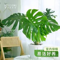 海蒂的花园 龟背竹客厅大盆栽客厅办公室绿植室内盆栽水培植物龟背竹老桩好养 龟背竹15cm盆