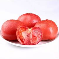 新鲜沙瓤番茄生吃西红柿减肥早餐即食新鲜蔬菜生鲜 囤货装 5斤 带箱
