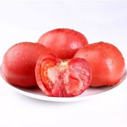 新鲜沙瓤番茄生吃西红柿减肥早餐即食新鲜蔬菜生鲜 囤货装 5斤 带箱