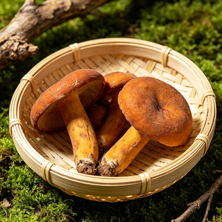 京鲜生 云南奶浆菌 500g 新鲜野生菌菇