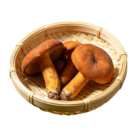京鲜生 云南奶浆菌 500g 新鲜野生菌菇