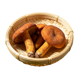 京鲜生 云南奶浆菌 500g 新鲜野生菌菇