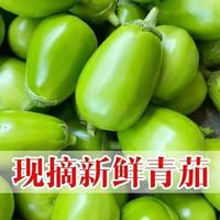 新鲜现摘青茄子农家自种绿皮长茄子当季时令生鲜蔬菜炒菜凉拌食材 河南青茄子 5斤 净重