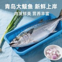 九十六次鲜 青岛大鲅鱼 冷冻生鲜海鱼