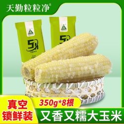 天勤粒粒净 甜糯玉米350克糯玉米大棒代餐26年低脂早餐粗粮玉米
