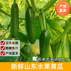 京鲜生 山东水果小黄瓜 净4.5斤 单果70g+