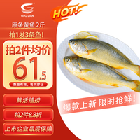 国联 东海原装黄鱼1kg 三条装 烧烤食材 自营海鲜水产