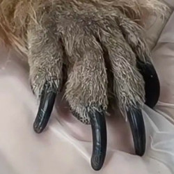 狗狗指甲修剪