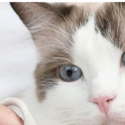 猫咪局部去油