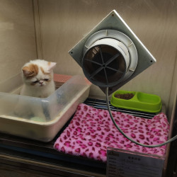 猫咪酒店住宿普通小号一日