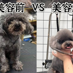 狗狗｜1-4KG｜美容造型·小型犬美容套餐