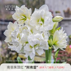 海蒂的花园 旗舰店进口朱顶红种球多年生球根花卉盆栽阳台植物