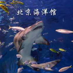 双人北京海洋馆+动物园门票+布丁精选酒店1晚