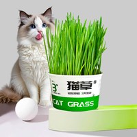 熊熊良铺 猫草盆栽懒人桶种子猫草滤水设计猫草水培盆幼猫成猫零食种猫草桶