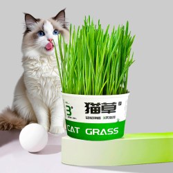 熊熊良铺 猫草盆栽懒人桶种子猫草滤水设计猫草水培盆幼猫成猫零食种猫草桶