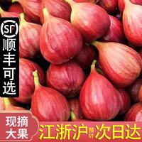 舌尖乡甜 红皮无花果当日现摘鲜果 浙江金华当季应季新鲜孕妇时令水果整箱