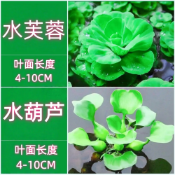 京喜 水葫芦2颗+水芙蓉1颗
