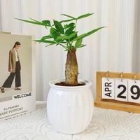 京喜 单杆发财树+白南瓜自吸水盆 花盆直径约10cm