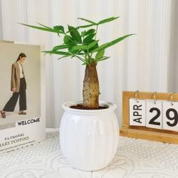 京喜 单杆发财树+白南瓜自吸水盆 花盆直径约10cm