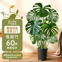 植男植女 龟背竹大型绿植盆栽净化空气寓意好四季常青办公家居装饰源头直发